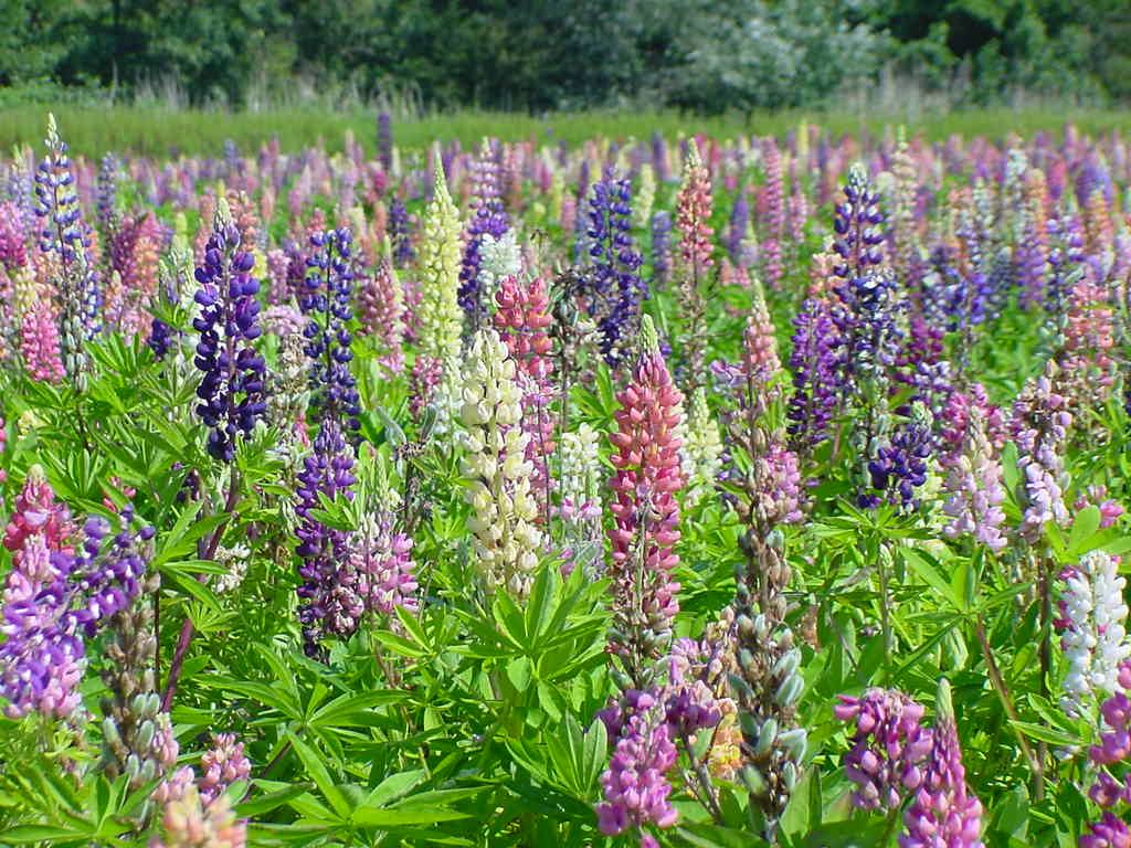 WESTCHAPELLE - CAMPO DI LUPINI
