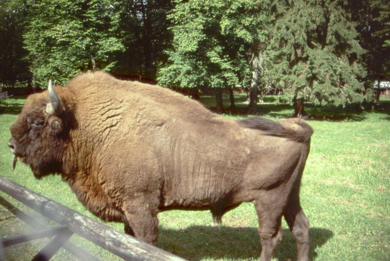 BIALOWIESKA