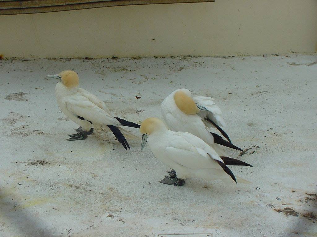 TEXEL