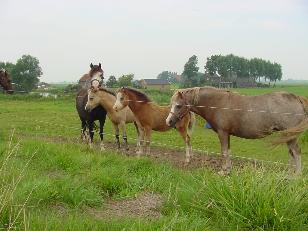 HINDELOOPEN