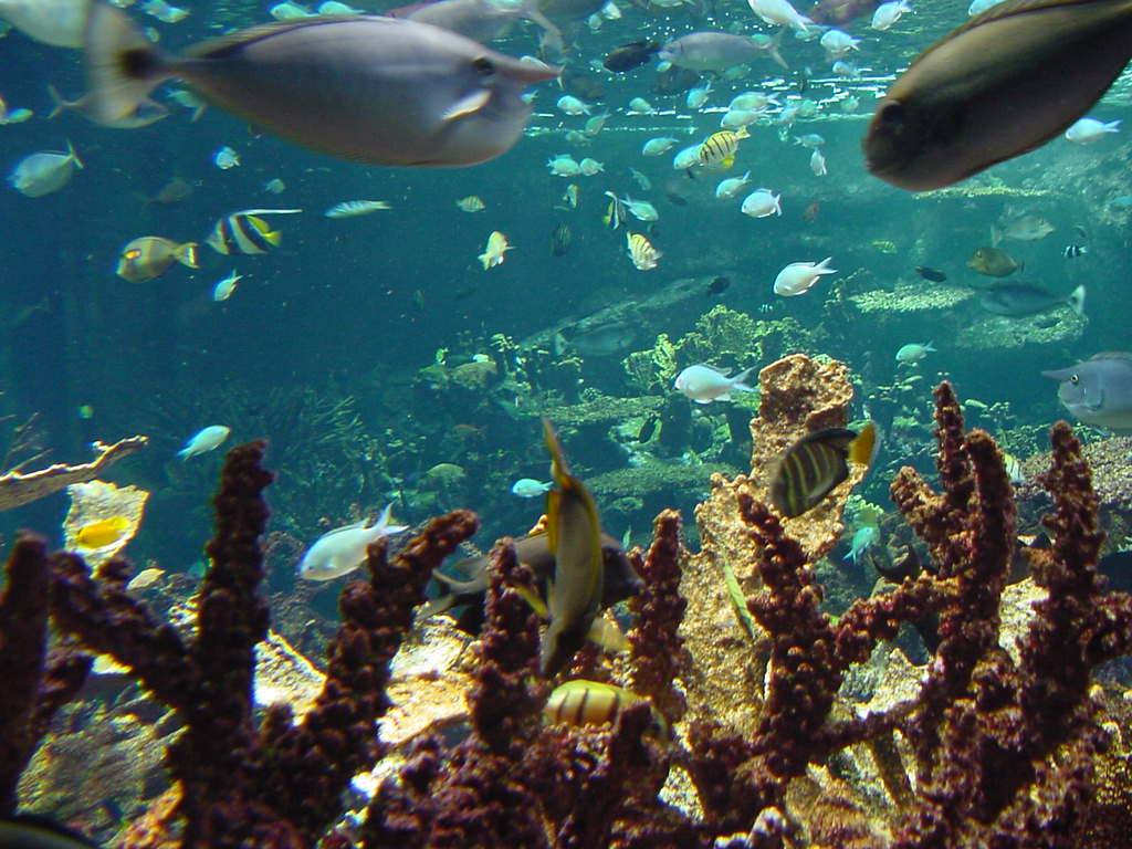 CHERBOURG - MUSEO DEL MARE