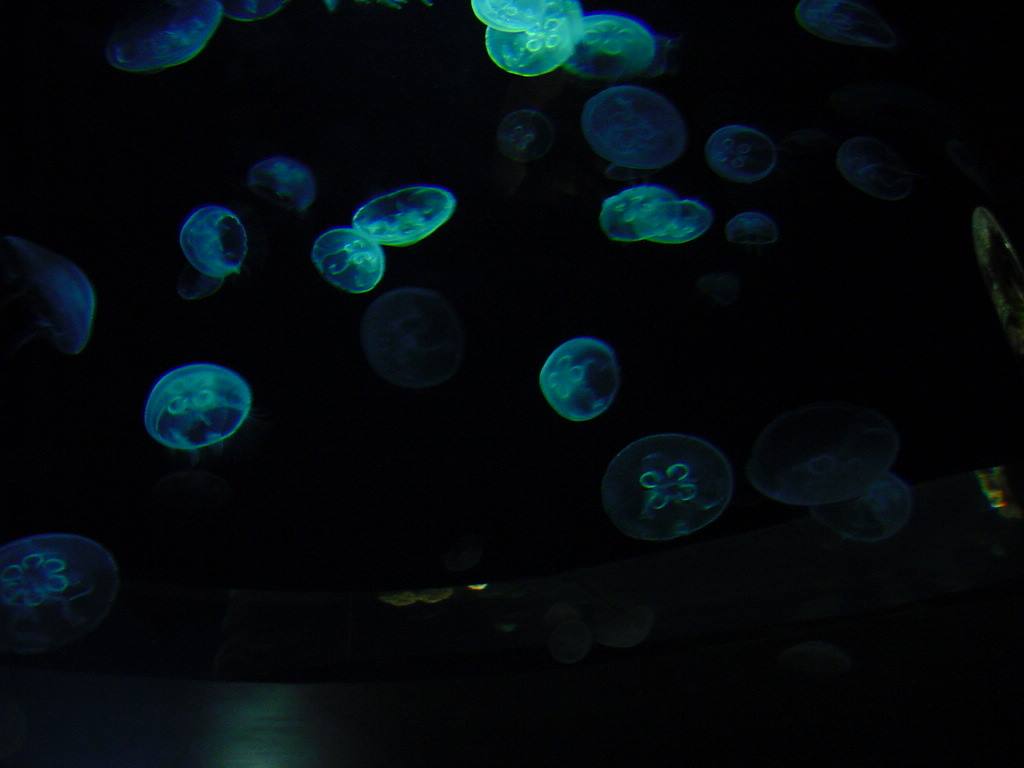 CHERBOURG - MUSEO DEL MARE