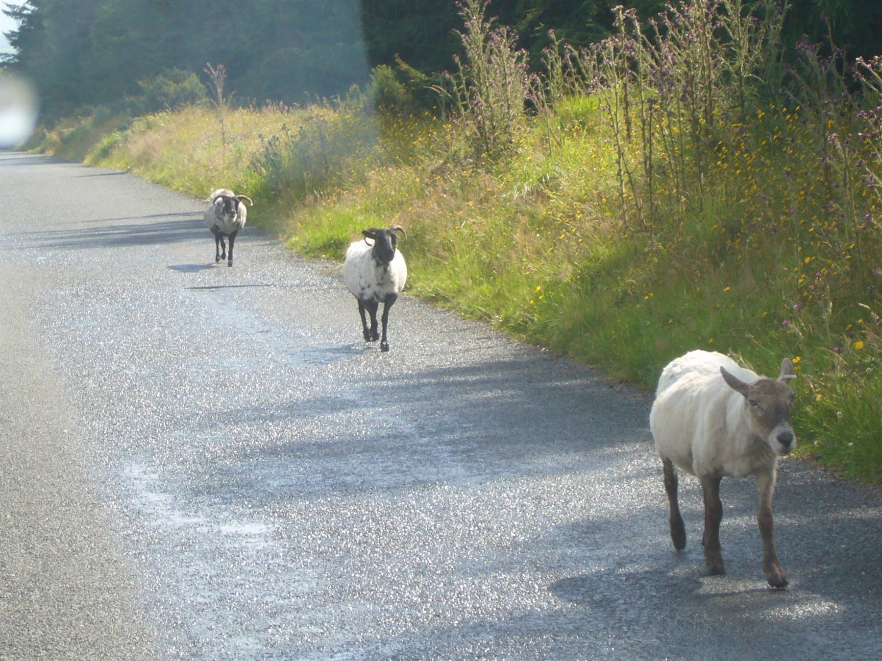 VERSO GLENDALOUGH