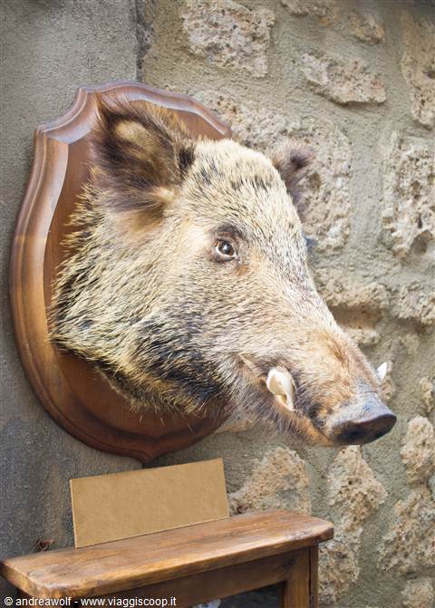 Orvieto, famosa anche per il cinghiale