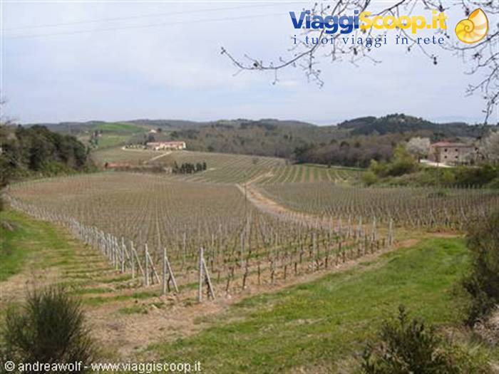 Coltivazioni di vino Chianti (Trequanda)