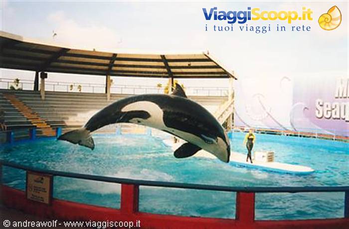 Spettacolo delle Killer Whales al Miami Seaquarium di Key Biscayne