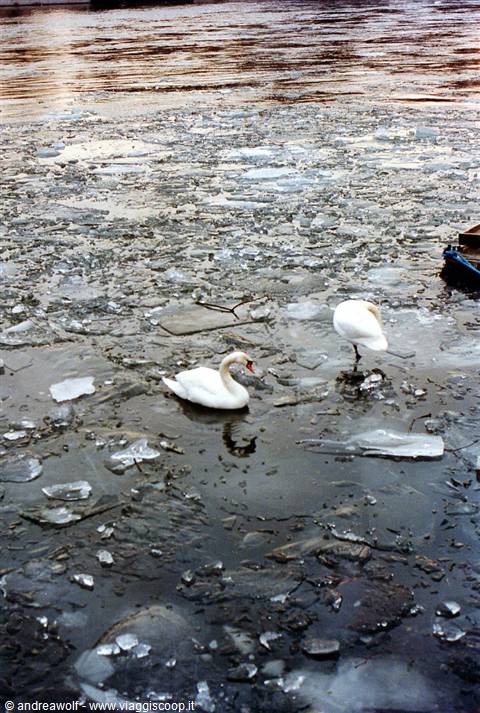 Il freddo non risparmia nessuno