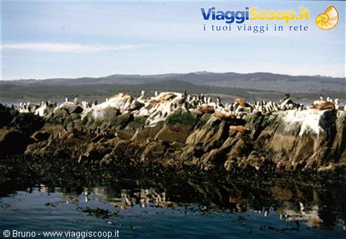Cormorani nel Canale Beagle