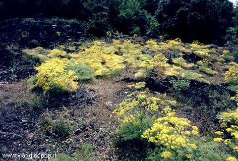 Finocchio in fiore tra la lava