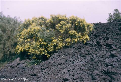 Ginestra tra la lava