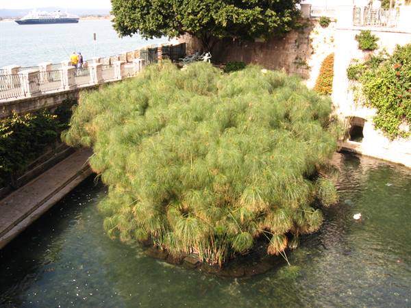 Siracusa:la fonte Aretusa