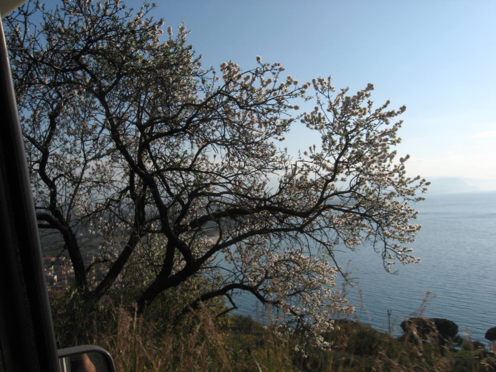 Mandorlo in fiore a Capo Vaticano