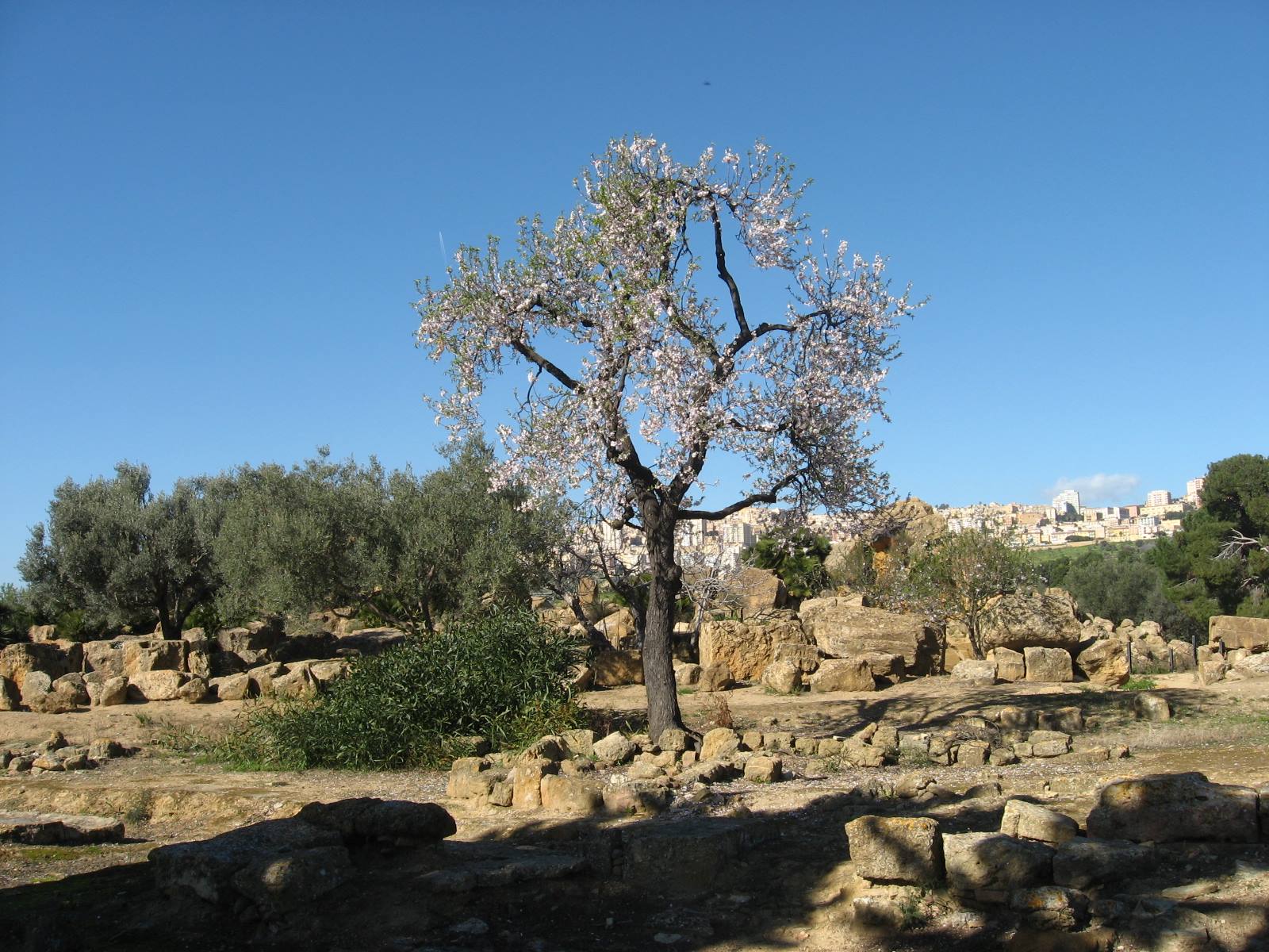 Mandorlo in fiore