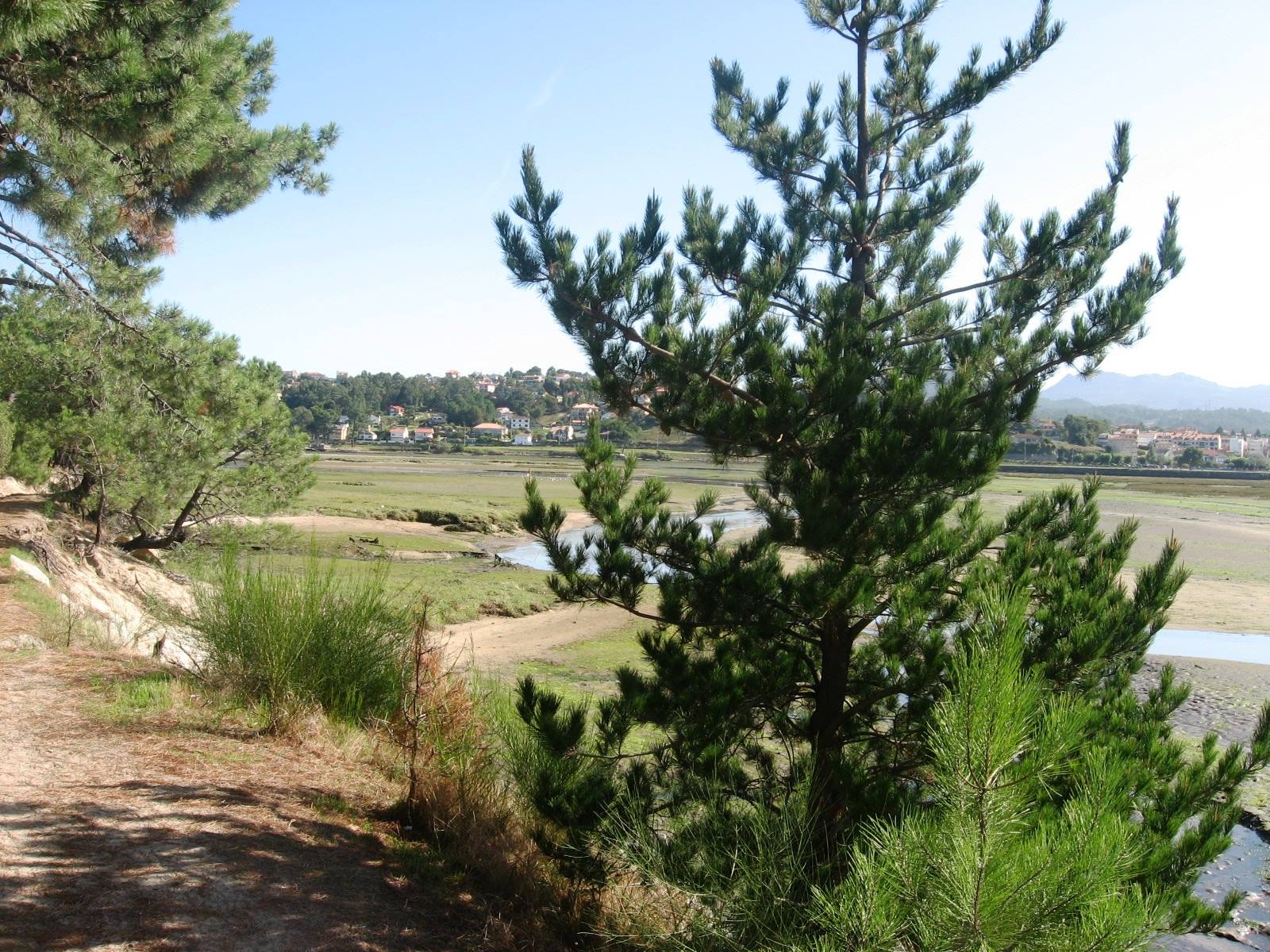 bassa marea