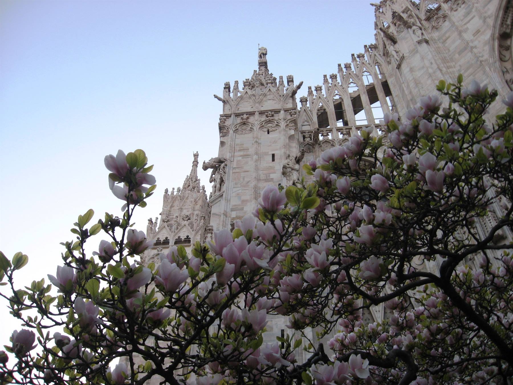Magnolia fiorita e la guglie del Duomo