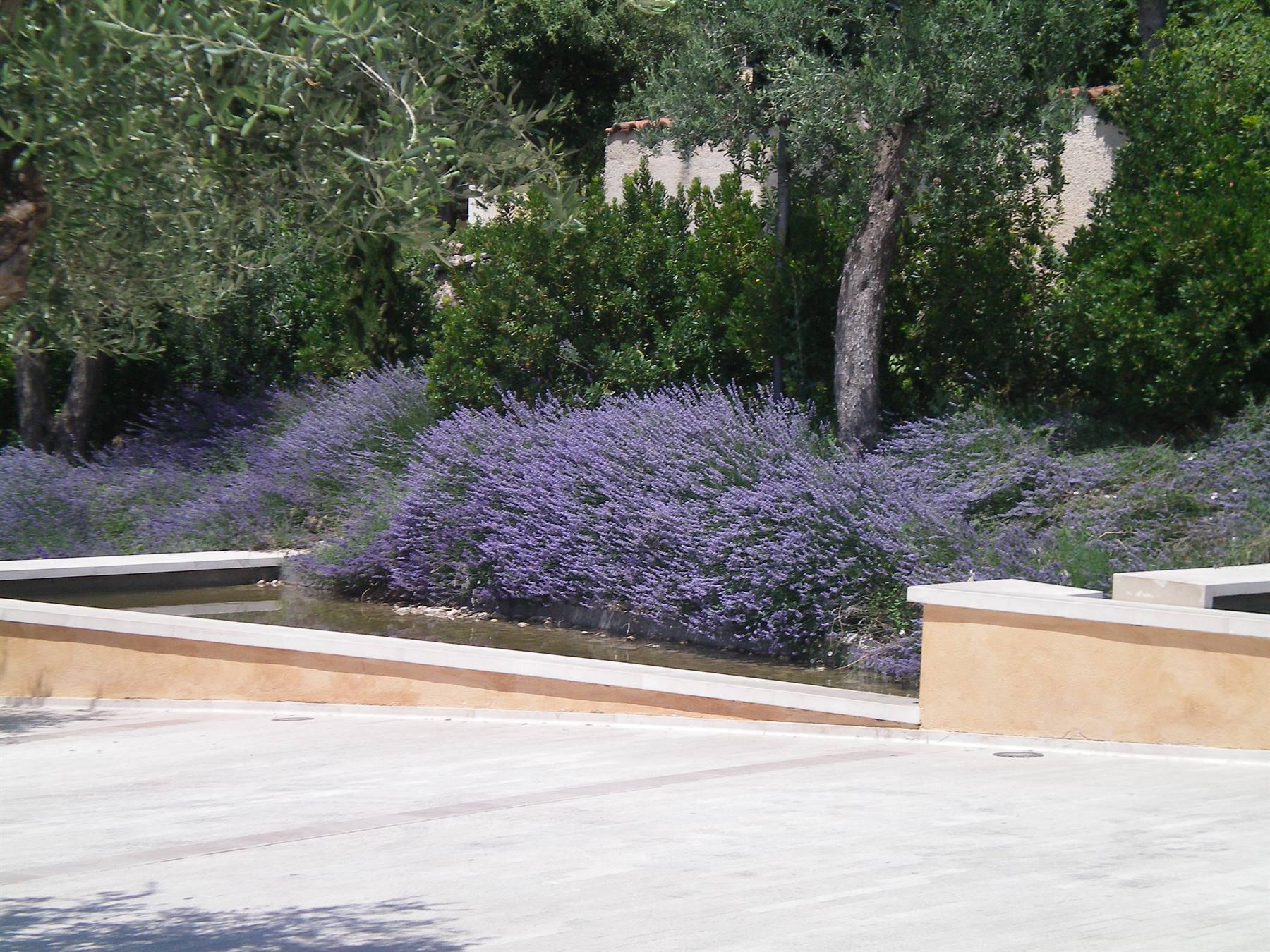 lavanda