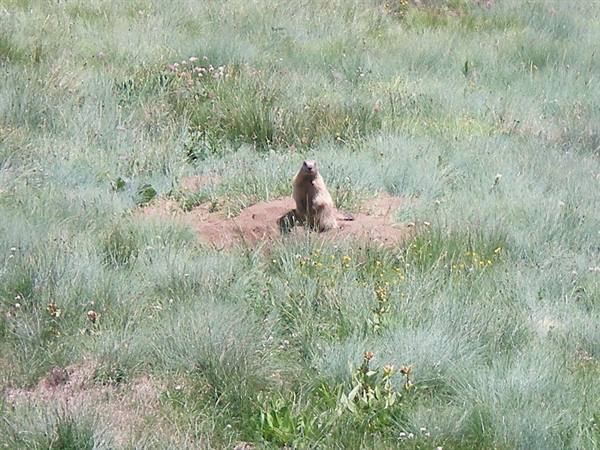 marmotta