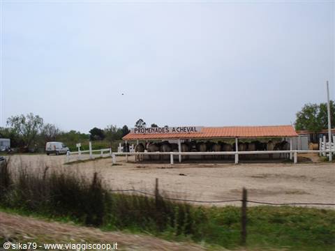Camargue