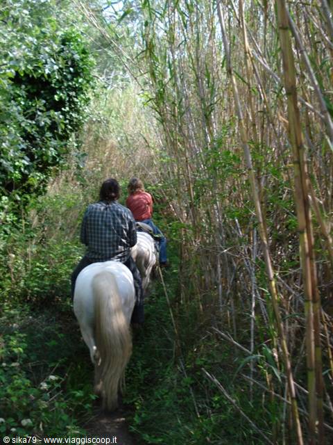 Camargue - passeggiata a cavallo