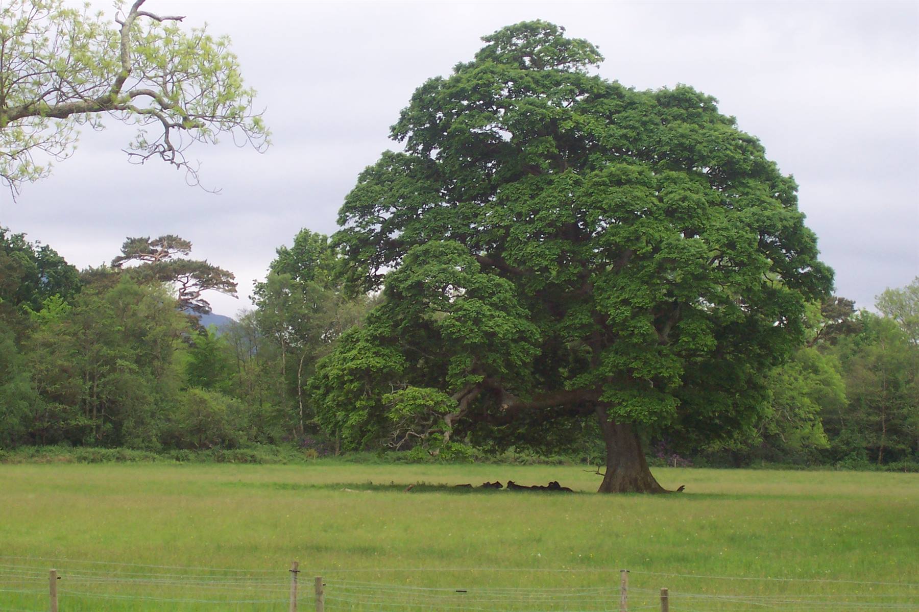 KILLARNEY NATIONAL PARK