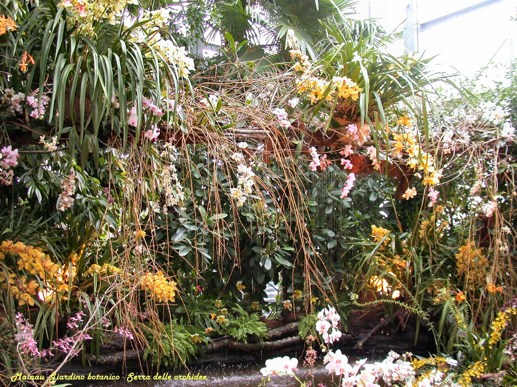 Mainau - Serra delle orchidee