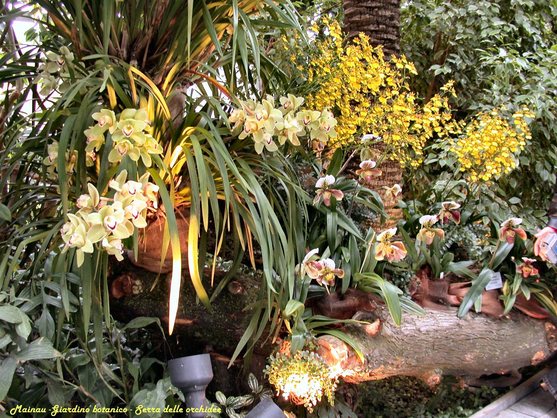 Mainau - Serra delle orchidee