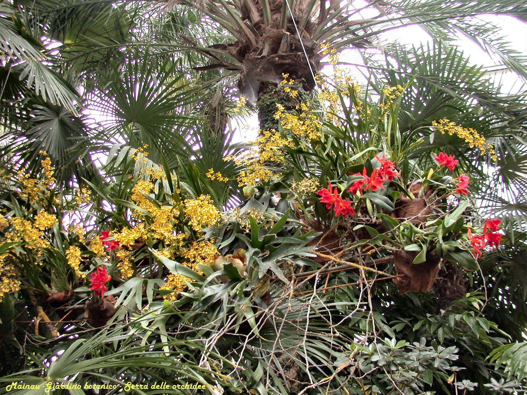 Mainau - Serra delle orchidee
