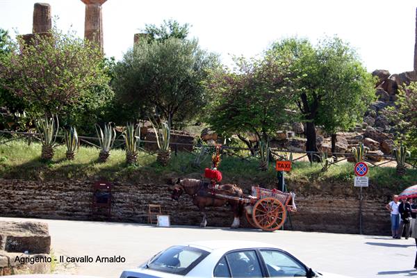 Agrigento - il cavallo Arnaldo