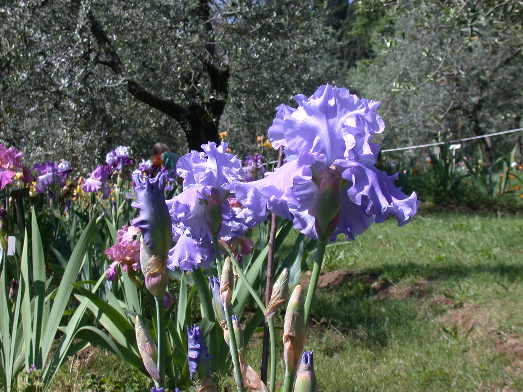 Firenze - Mostra degli Iris