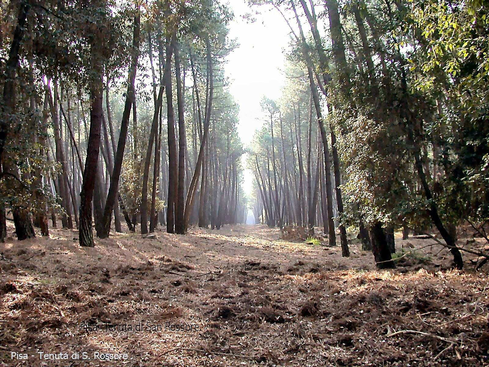 Tenuta di San Rossore 