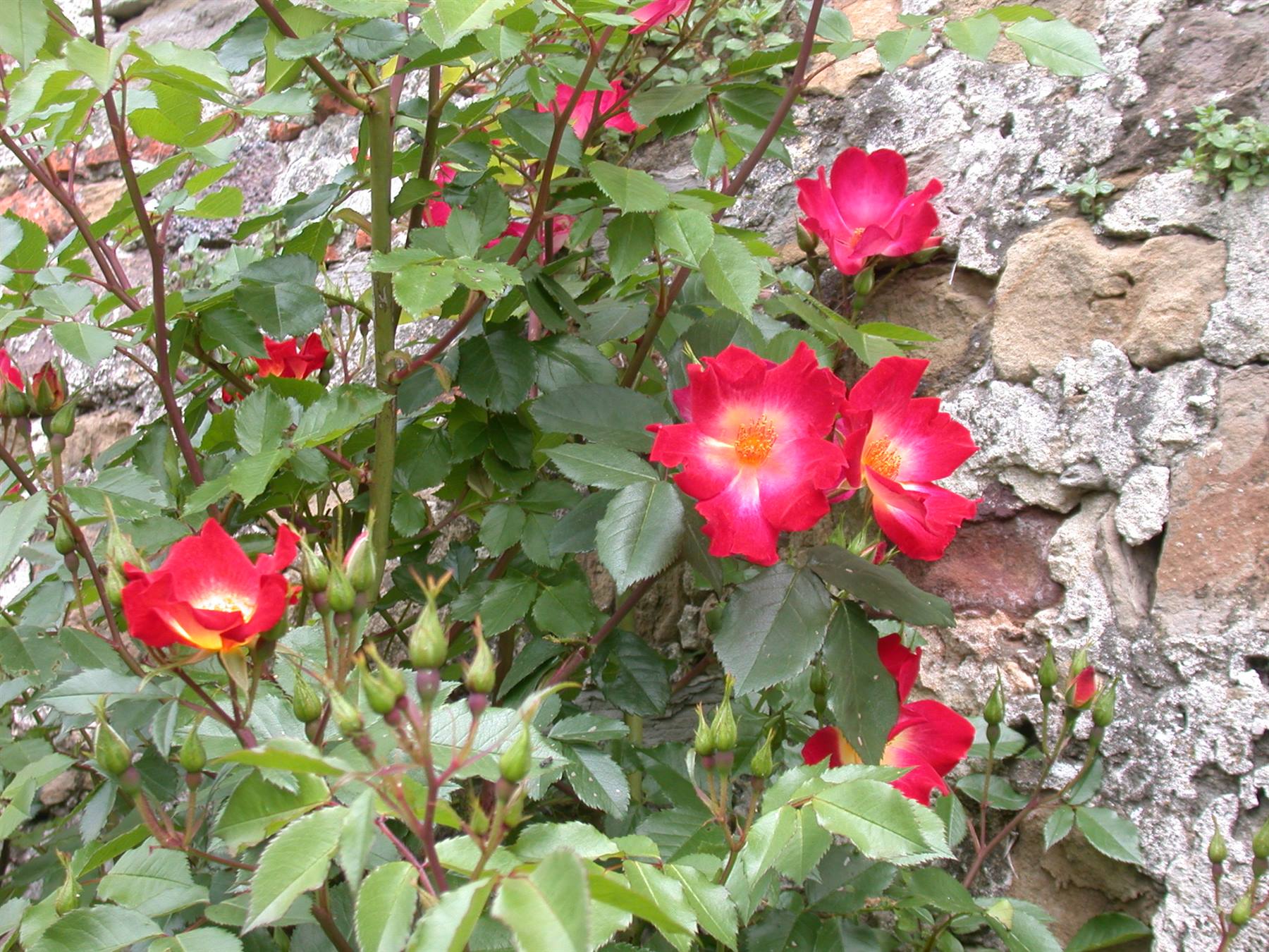 Rosazzo - Abbazia di Rosazzo