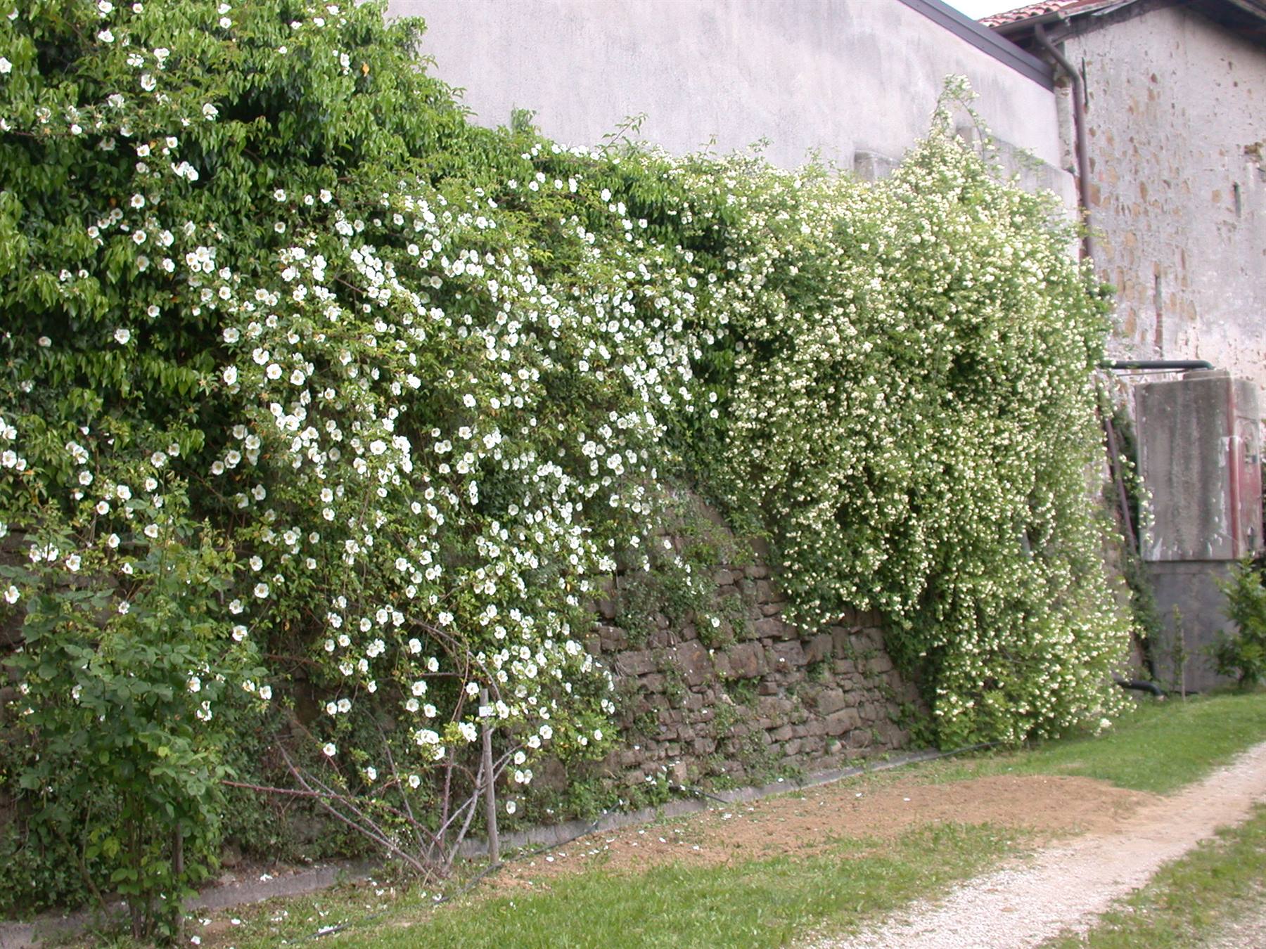 Rosazzo - Abbazia di Rosazzo