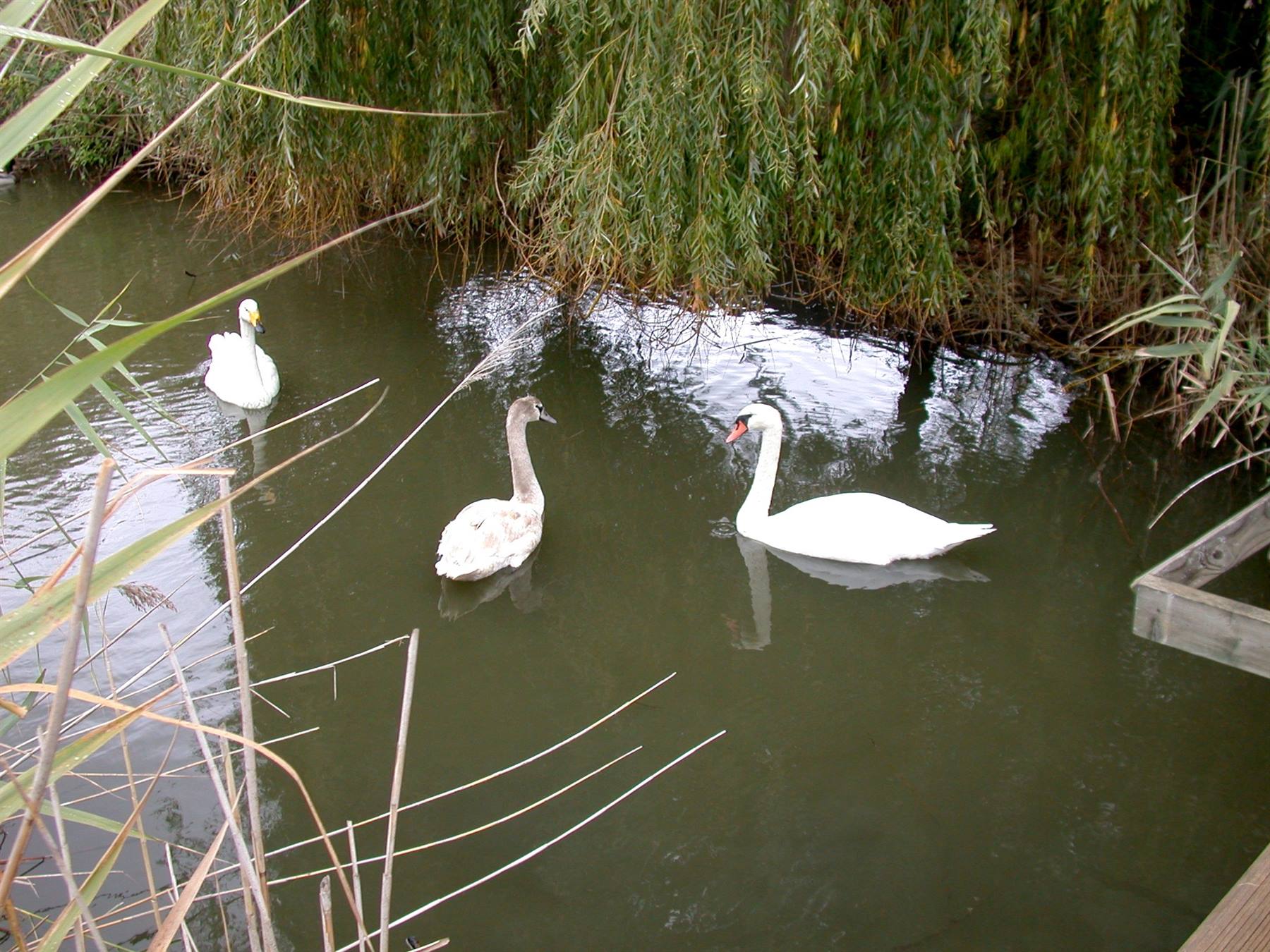 Marano Lagunare