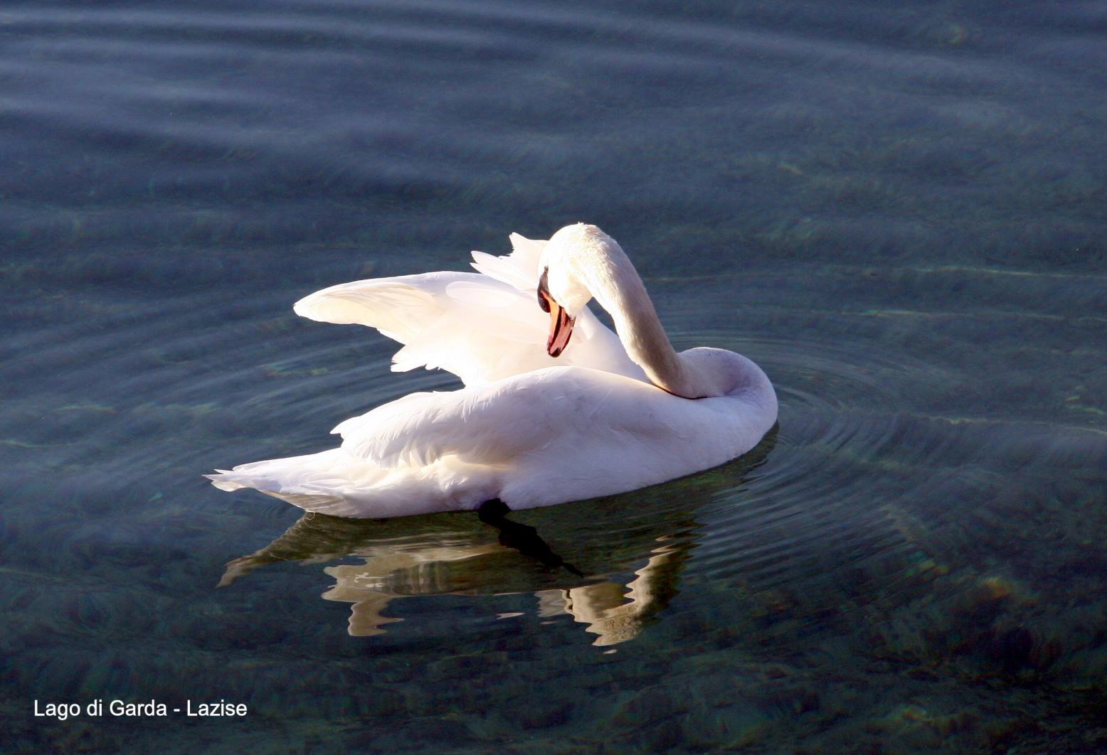 Lago di Garda - Lazise