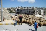 Siria - Qalah Siman