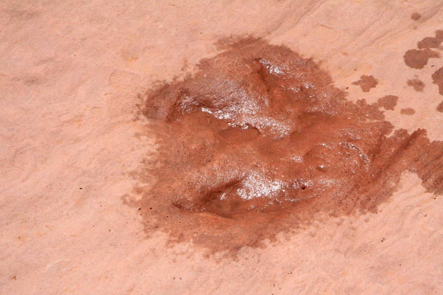 Lake Powell - Raimbow Bridge - Impronta di dinosauro