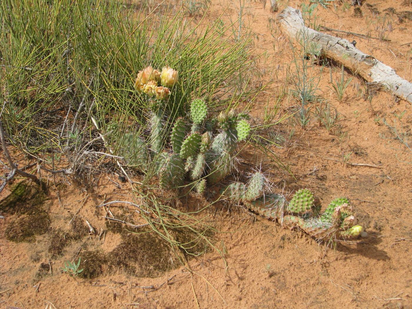 Arches National Park