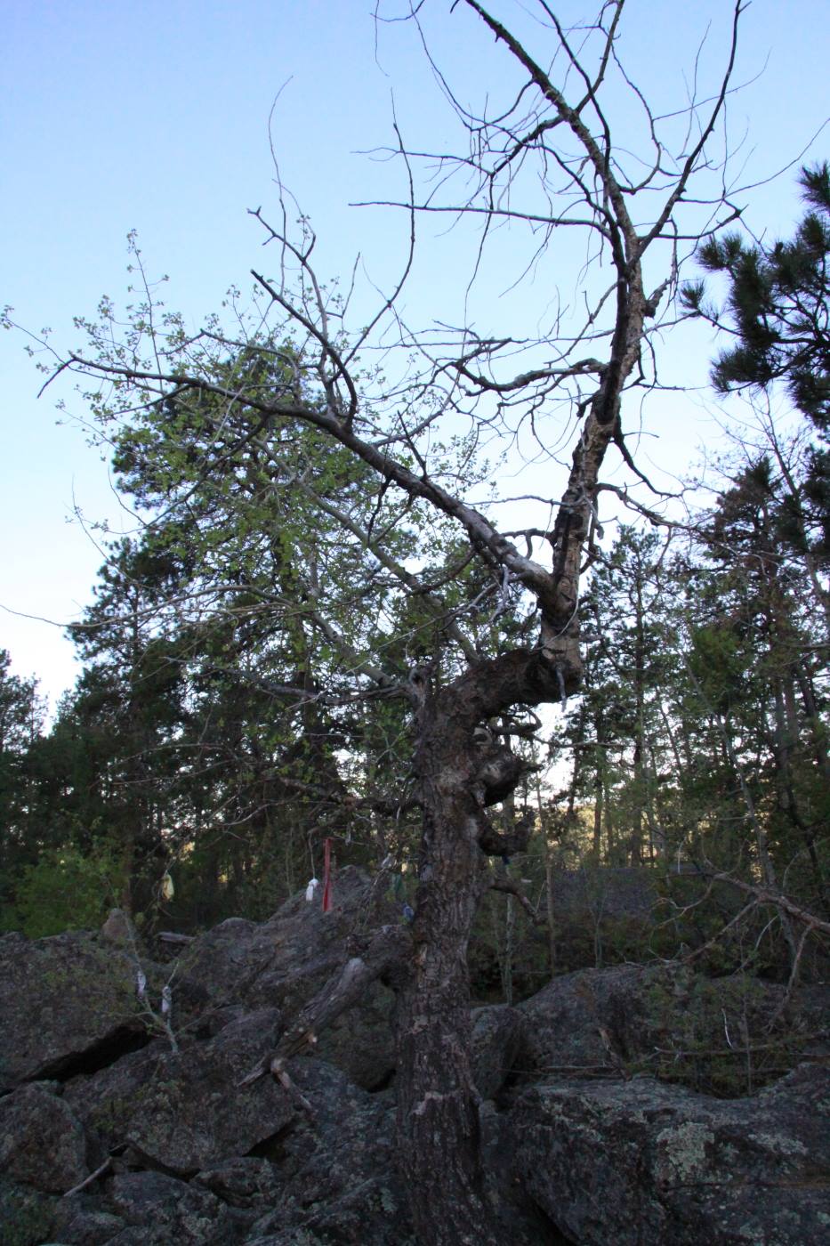Devil's Tower - l'Albero delle Preghiere