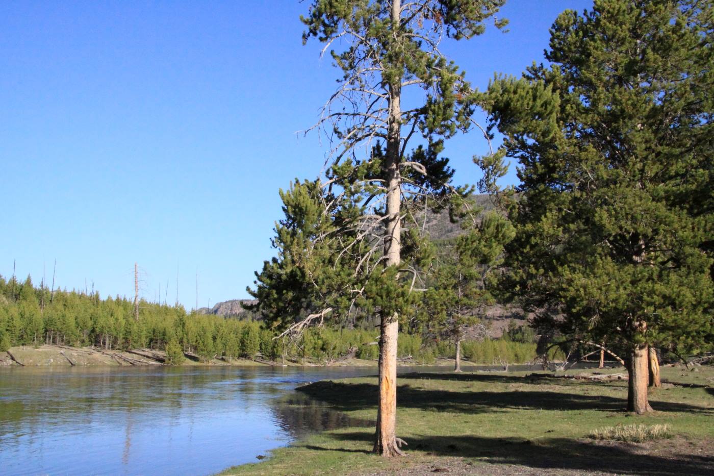 Yellostone Park