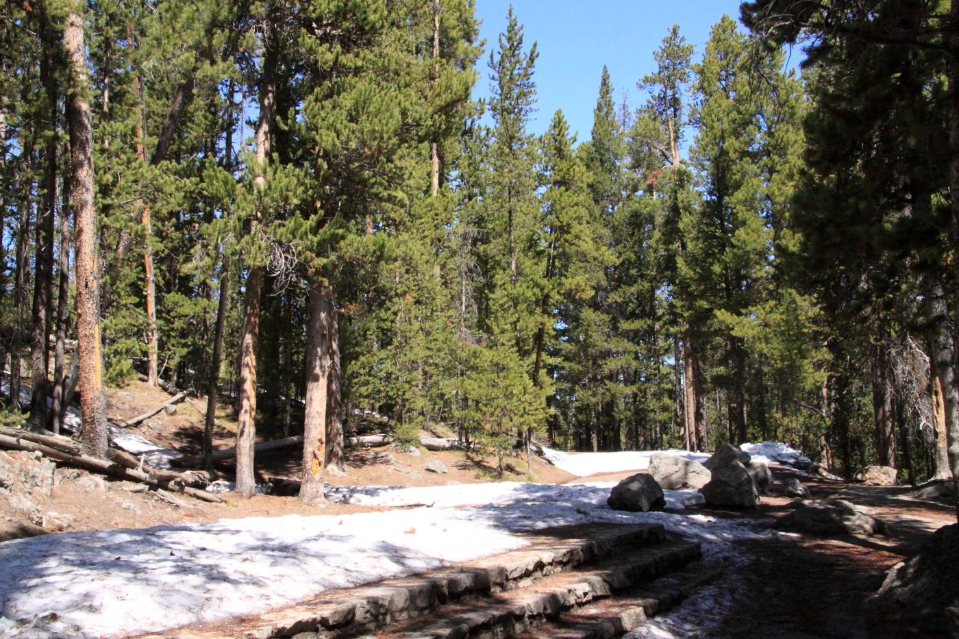 Yellostone Park