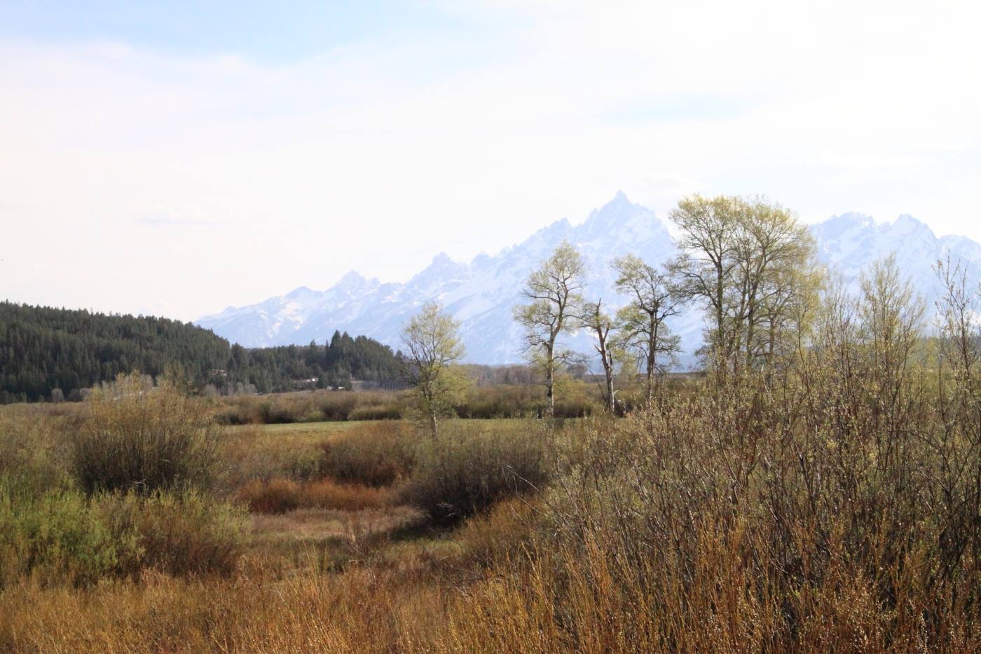 Jackson - National Park