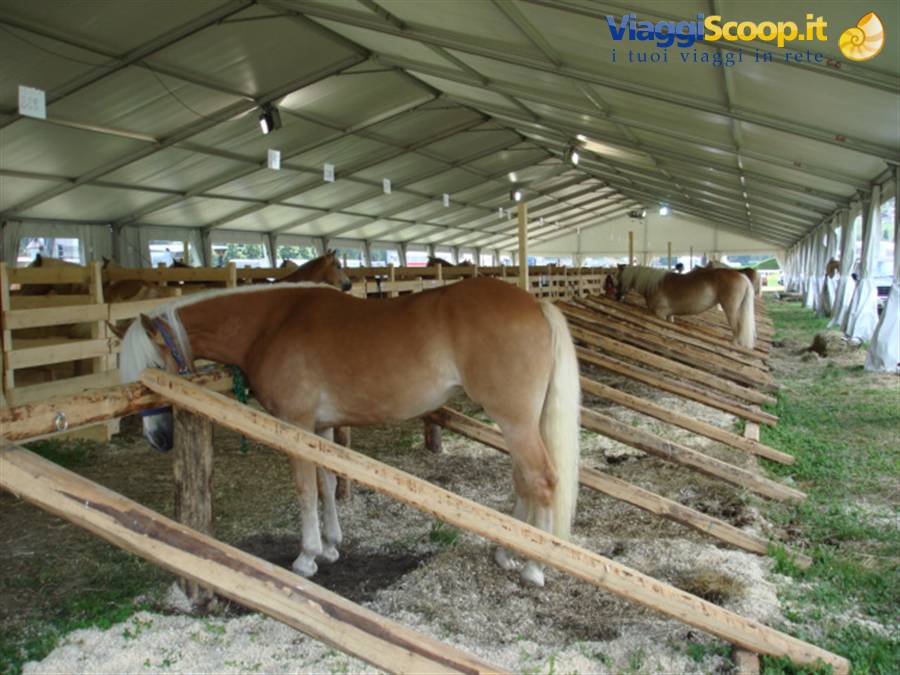 Esemplari haflinger in mostra