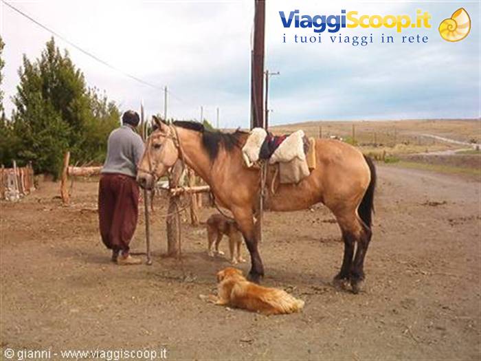 Caballo criollo, la razza argentina