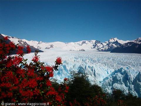 Perito Moreno con fiori "notros"