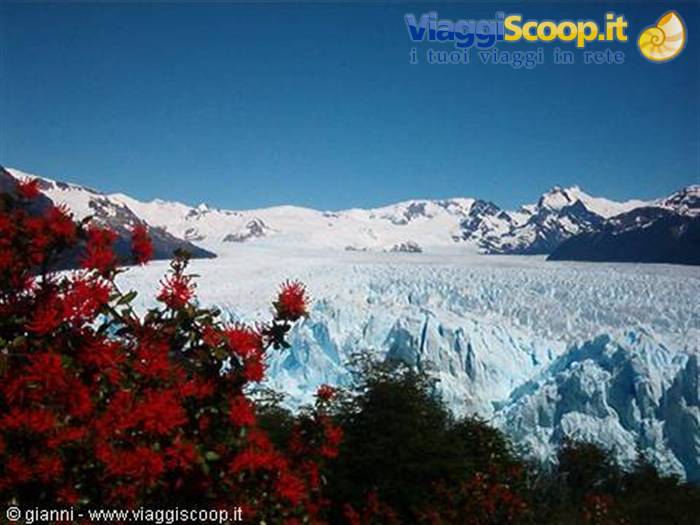 Perito Moreno con fiori "notros"