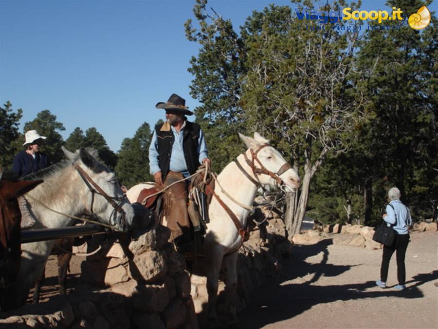 Grand Canyon: ore 07,00 inizia la discesa verso il fondovalle a dorso di mulo.