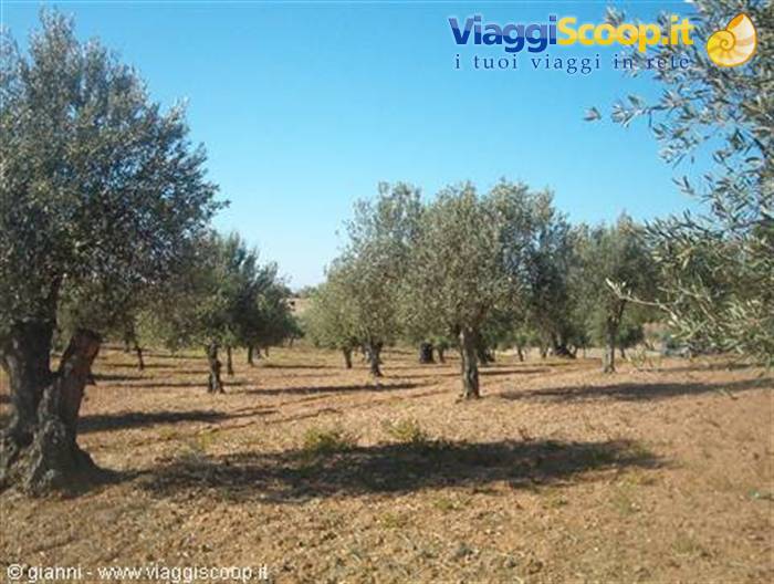 Uliveti in Alentejo