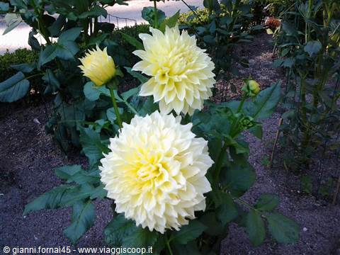 dalia jardin botanico