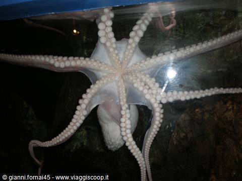 Aquarium Octopus spaventato
