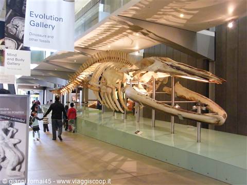 Lo scheletro di balena nel Museum